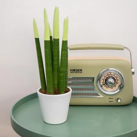 Cloe Corfu Town Corfu (city)